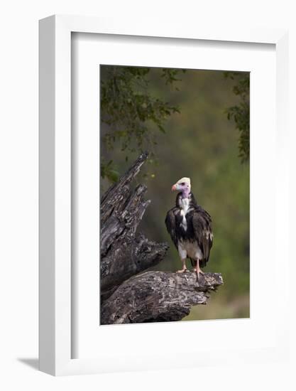 White-Headed Vulture (Trigonoceps Occipitalis), Kruger National Park, South Africa, Africa-James Hager-Framed Photographic Print