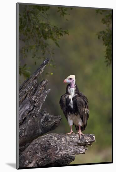 White-Headed Vulture (Trigonoceps Occipitalis), Kruger National Park, South Africa, Africa-James Hager-Mounted Photographic Print