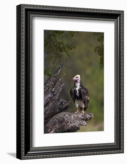 White-Headed Vulture (Trigonoceps Occipitalis), Kruger National Park, South Africa, Africa-James Hager-Framed Photographic Print