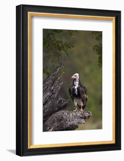 White-Headed Vulture (Trigonoceps Occipitalis), Kruger National Park, South Africa, Africa-James Hager-Framed Photographic Print