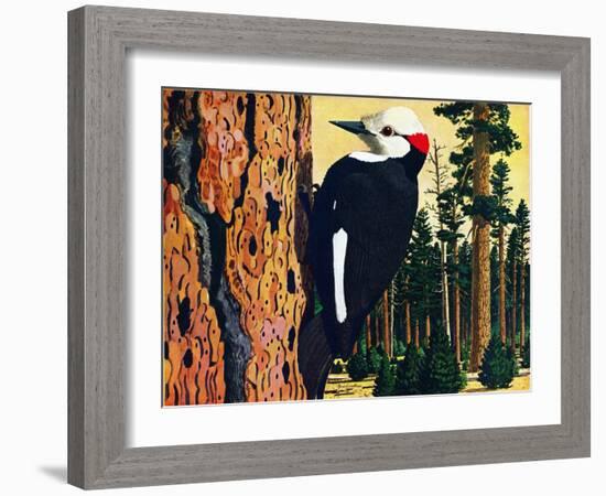 White Headed Woodpecker-Fred Ludekens-Framed Giclee Print