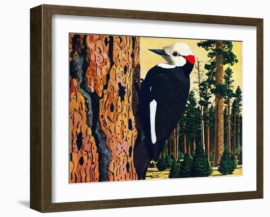 White Headed Woodpecker-Fred Ludekens-Framed Giclee Print