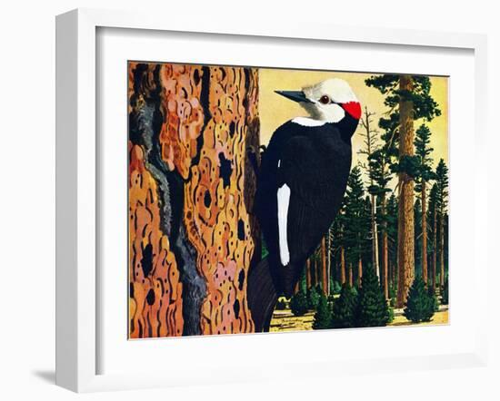 White Headed Woodpecker-Fred Ludekens-Framed Giclee Print