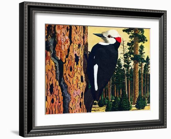 White Headed Woodpecker-Fred Ludekens-Framed Giclee Print