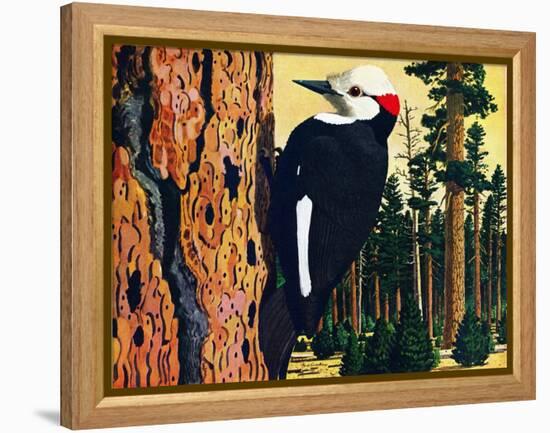 White Headed Woodpecker-Fred Ludekens-Framed Premier Image Canvas