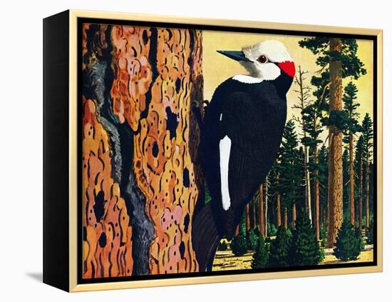 White Headed Woodpecker-Fred Ludekens-Framed Premier Image Canvas