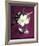 White Hellebore-Amelie Vuillon-Framed Art Print