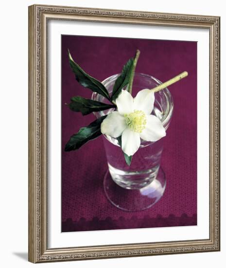 White Hellebore-Amelie Vuillon-Framed Art Print