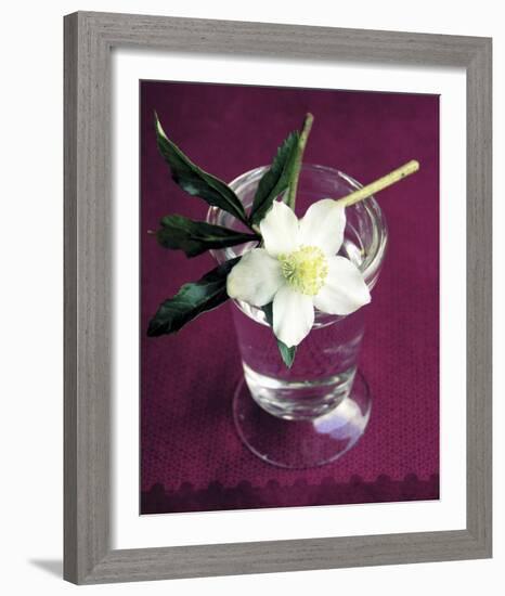 White Hellebore-Amelie Vuillon-Framed Art Print