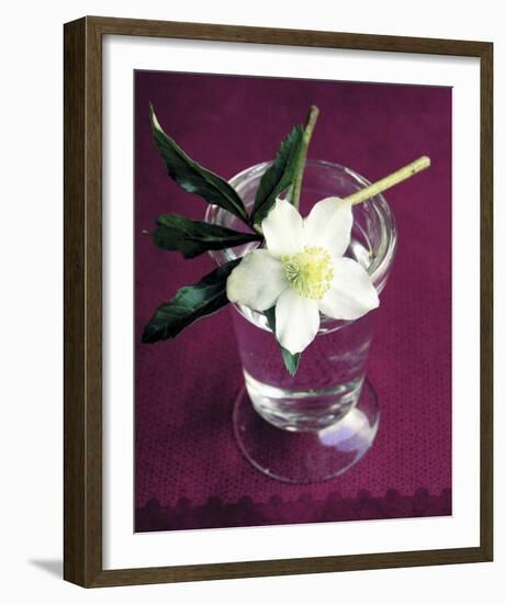 White Hellebore-Amelie Vuillon-Framed Art Print