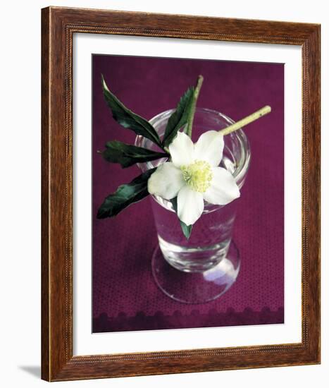 White Hellebore-Amelie Vuillon-Framed Art Print