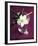 White Hellebore-Amelie Vuillon-Framed Art Print