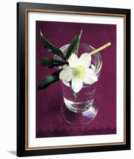 White Hellebore-Amelie Vuillon-Framed Art Print