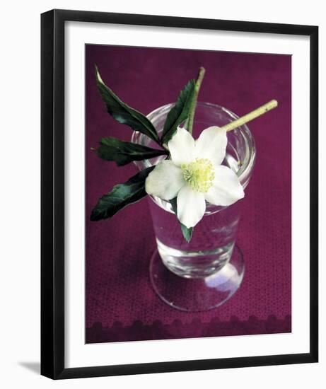 White Hellebore-Amelie Vuillon-Framed Art Print