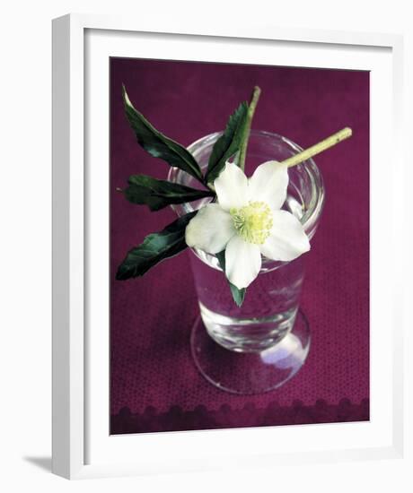 White Hellebore-Amelie Vuillon-Framed Art Print