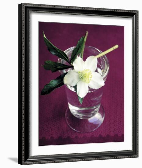 White Hellebore-Amelie Vuillon-Framed Art Print