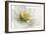 White Helleborus-Cora Niele-Framed Photographic Print