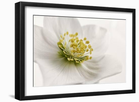 White Helleborus-Cora Niele-Framed Photographic Print