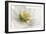 White Helleborus-Cora Niele-Framed Photographic Print