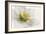 White Helleborus-Cora Niele-Framed Photographic Print