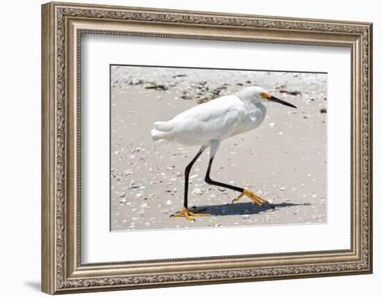 White Heron - Florida-Philippe Hugonnard-Framed Photographic Print