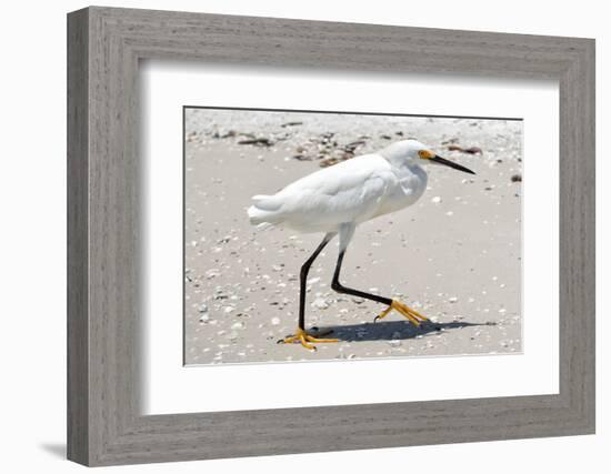 White Heron - Florida-Philippe Hugonnard-Framed Photographic Print