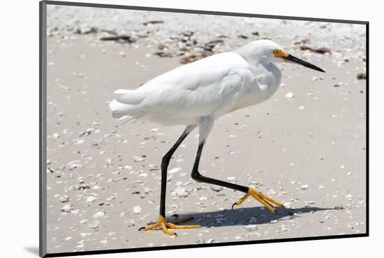 White Heron - Florida-Philippe Hugonnard-Mounted Photographic Print