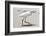 White Heron - Florida-Philippe Hugonnard-Framed Photographic Print