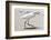 White Heron - Florida-Philippe Hugonnard-Framed Photographic Print