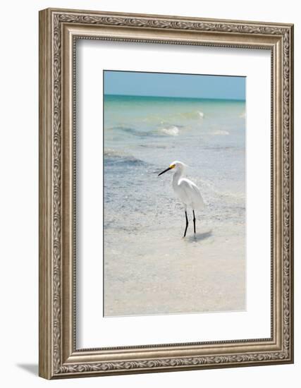 White Heron - Florida-Philippe Hugonnard-Framed Photographic Print