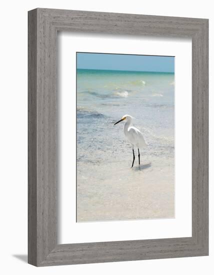 White Heron - Florida-Philippe Hugonnard-Framed Photographic Print