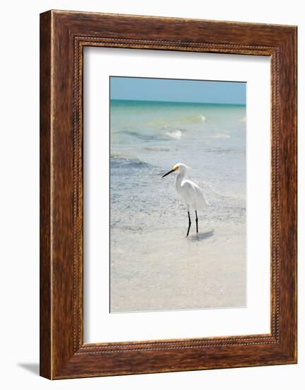 White Heron - Florida-Philippe Hugonnard-Framed Photographic Print