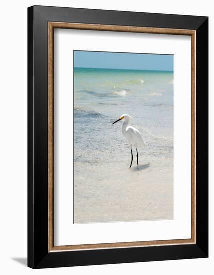 White Heron - Florida-Philippe Hugonnard-Framed Photographic Print