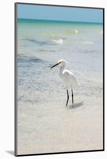 White Heron - Florida-Philippe Hugonnard-Mounted Photographic Print