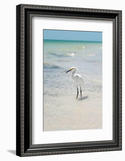 White Heron - Florida-Philippe Hugonnard-Framed Photographic Print