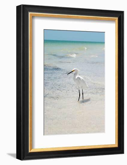 White Heron - Florida-Philippe Hugonnard-Framed Photographic Print