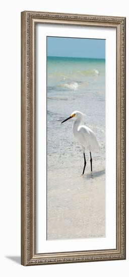 White Heron - Florida-Philippe Hugonnard-Framed Photographic Print