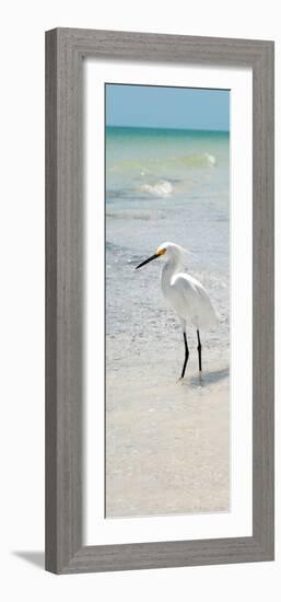 White Heron - Florida-Philippe Hugonnard-Framed Photographic Print