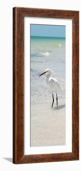 White Heron - Florida-Philippe Hugonnard-Framed Photographic Print