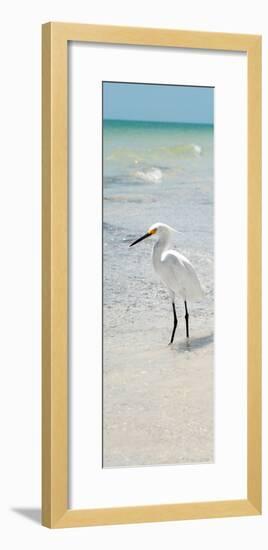 White Heron - Florida-Philippe Hugonnard-Framed Photographic Print