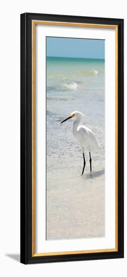 White Heron - Florida-Philippe Hugonnard-Framed Photographic Print