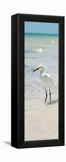 White Heron - Florida-Philippe Hugonnard-Framed Premier Image Canvas