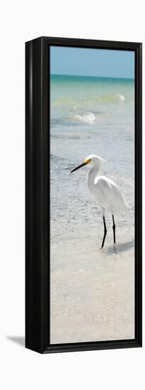 White Heron - Florida-Philippe Hugonnard-Framed Premier Image Canvas