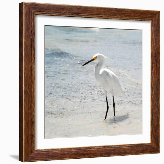 White Heron - Florida-Philippe Hugonnard-Framed Photographic Print