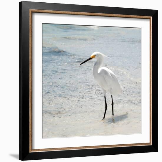 White Heron - Florida-Philippe Hugonnard-Framed Photographic Print