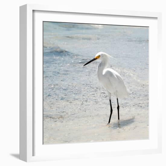 White Heron - Florida-Philippe Hugonnard-Framed Photographic Print