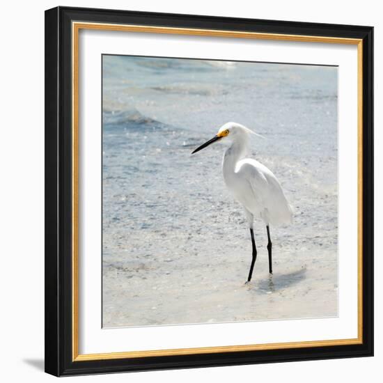 White Heron - Florida-Philippe Hugonnard-Framed Photographic Print