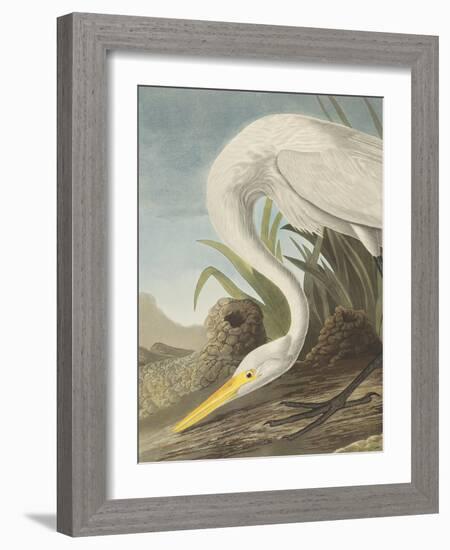 White Heron - Focus-James Audubon-Framed Giclee Print