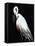 White Heron III-Kari Taylor-Framed Premier Image Canvas