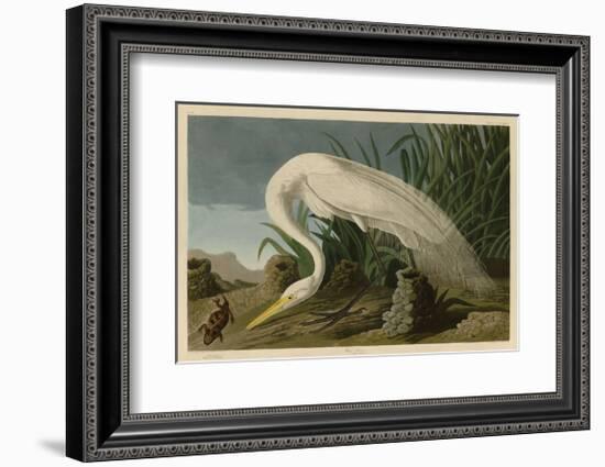 White Heron-John James Audubon-Framed Giclee Print